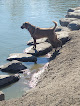 Negocio Amity Dog Park