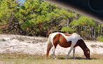 Negocio Assateague Island National Seashore Entrance Station
