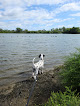 Negocio Beck Lake Dog Park