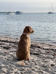 Negocio Biscayne Dog Friendly Beach