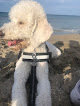 Negocio Canine Beach