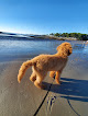 Negocio Cape Neddick Beach