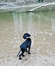 Negocio Cherry Creek Dog Park