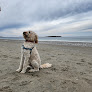 Negocio Crane Beach