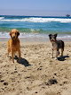 Negocio Dog Beach