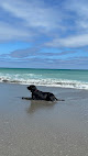 Negocio Dog Beach