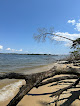 Negocio Dog Beach