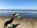 Negocio Dog Beach At Picnic Island Park