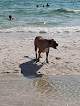 Negocio Dog Beach At Pier Park Panama City Beach