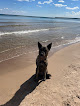 Negocio Dog Beach - Only Beach Allowing Pets