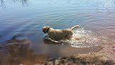 Negocio Dog Beach Park