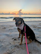 Negocio Dog-Friendly Beach