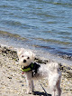 Negocio Dog Park