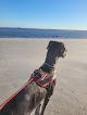 Negocio Dog Park Beach