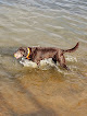 Negocio Edmond Dog Park