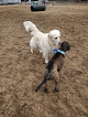 Negocio Essex Dog Park