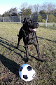 Negocio Fairfield Bay Dog Park