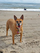 Negocio Fort Fisher State Recreation Area
