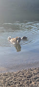 Negocio Fort Harrison State Park Dog Park