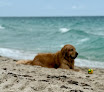 Negocio Fort Lauderdale Dog Beach