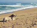 Negocio Fort Ord Dunes State Park