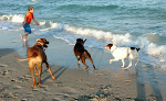 Negocio Hollywood Dog Beach