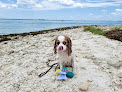 Negocio Honeymoon Island State Park Pet Beach
