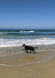 Negocio Huntingon Dog Beach