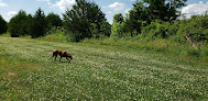 Negocio Kill Creek Streamway Dog Park