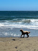 Negocio Lighthouse Field State Beach