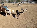 Negocio Live Free And Run Dog Park