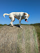 Negocio Mutt Run Off-Leash Dog Park