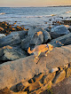 Negocio North Hampton State Beach