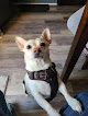 Negocio Northpoint Animal Hospital