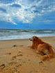 Negocio Old Salt Park Dog Friendly