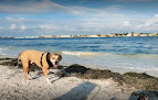 Negocio Pass A Grille Dog Beach
