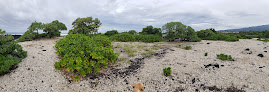 Negocio Pine Trees Surfing Beach