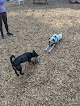 Negocio Short Beach Dog Park
