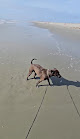 Negocio Surfside Beach Dog Park