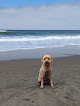 Negocio Thornton State Beach