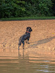 Negocio Viking Dog Park / Dog Beach